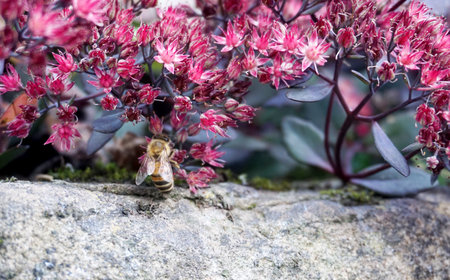 Honey bee gathering nectar from pink flowers on a stone.の写真素材