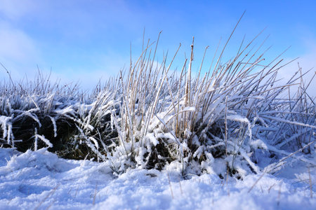Winter landscape with dry grass covered with hoarfrost and blue skyの写真素材