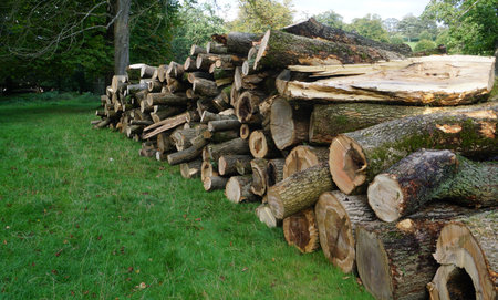 Pile of wood logs ready for winter in a forest in Germany
