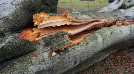 A fallen tree in the forest, detail of a cut down tree