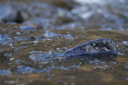 Close up of a stone in a stream, shallow depth of field