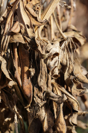 Dry seeds of soybean in the field, close-upの写真素材