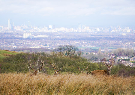 Majestic Red Deer (Cervus elaphus) stags  in the meadow with the city in the background.の写真素材
