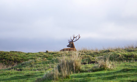 Majestic Red Deer (Cervus elaphus) stag in the nature habitat, UK.の写真素材