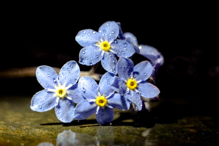 Forget-me-not flowers on a dark background with water dropsの写真素材