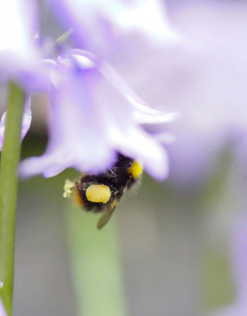 Bumblebee on a bluebell flower. Shallow depth of field.