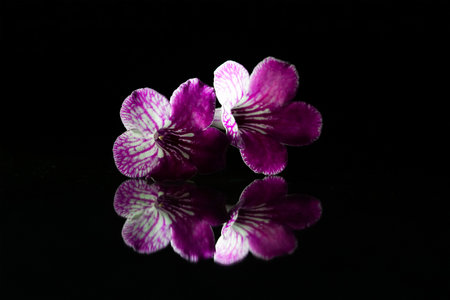 Purple orchids on a black background with water drops.の写真素材