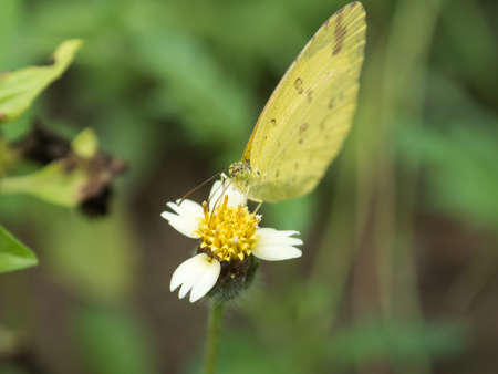 Butterfly with flowers