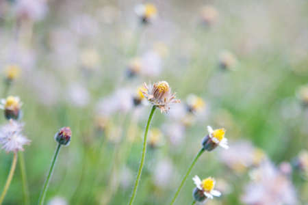 Beautiful flower background. Amazing view of bright flowers blooming in the garden at the middle of sunny spring day with green grass and blue sky landscape.の写真素材