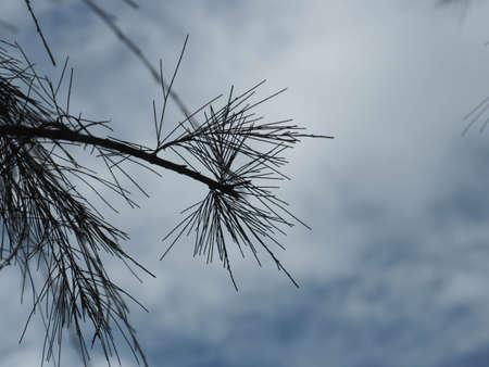 The leaves of the pine trees in the rain without sun.