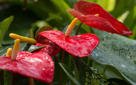 spadix red thailandの写真素材