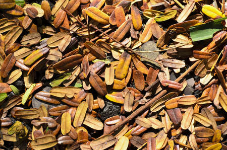 A photo of Fall Leaf  This photo was taken by macro lens の写真素材