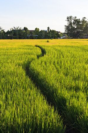 A photo of Way Walk in Rice Farm の写真素材