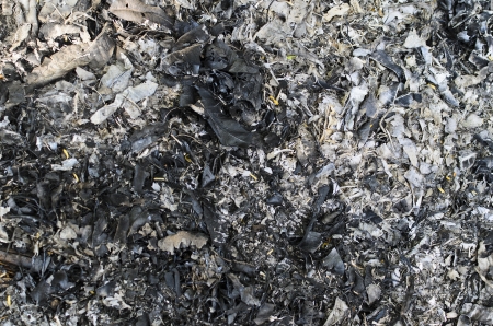 A Group of Ashes