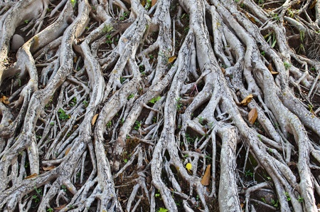 A photo of Tree roots on the ground 