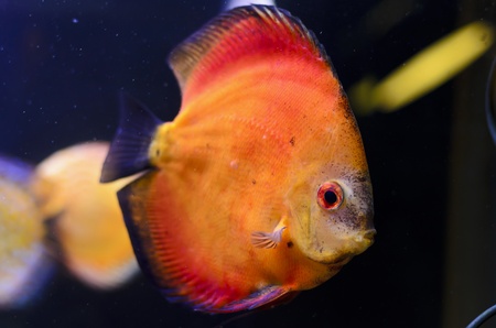 Discus fish, orange Symphysodon Discus in aquarium.の写真素材