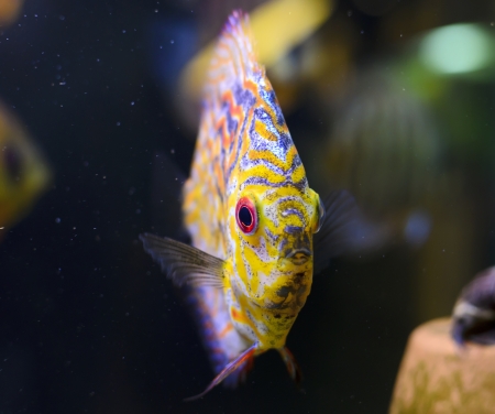 Discus fish, yellow Symphysodon Discus in aquarium.