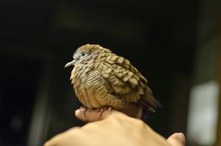 Zebra Dove bird on a finger, scientific name is Geopelia striata striara.の写真素材