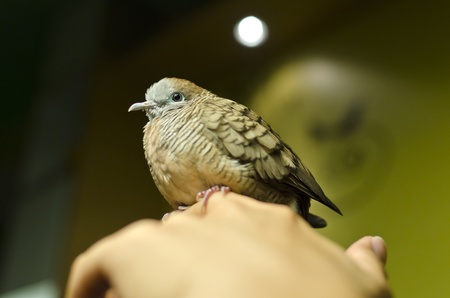 Zebra Dove bird on a hand, scientific name is Geopelia striata striara.の写真素材