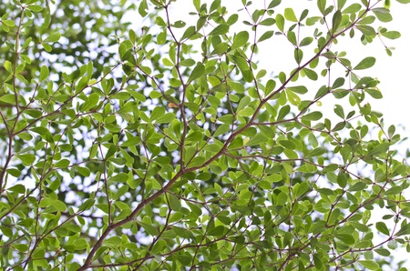 tree branch of Terminalia ivorensis Chevの写真素材