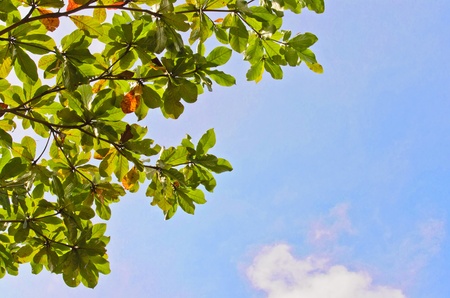 Terminalia catappa branches on blue sky