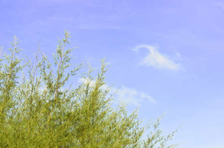 Pine leaf on blue skyの写真素材
