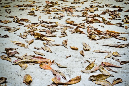 fallen leaves on beach in emerald cave at koh mook, Trang province, thailandの写真素材