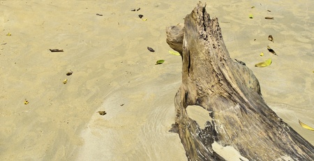 Timber on the beach in emerald cave,koh mook, trang province,thailandの写真素材