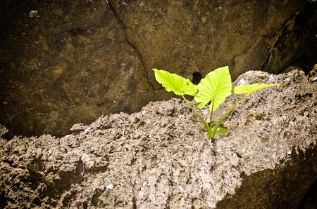 green plant on cliff at emerald cave,koh mook,trang,thailandの写真素材