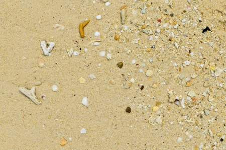 Sea shells and sand at koh kradan, trang, thailandの写真素材