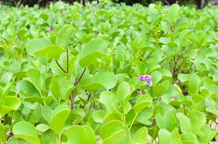 Ipomoea pes-caprae plant and flowers at koh kradan,trang,thailandの写真素材