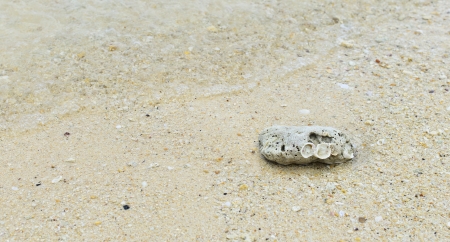 shell stone on sand  at koh kradan, trang province,thailand
