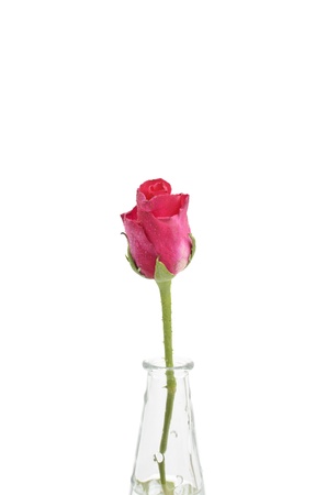 rose in vaseの写真素材