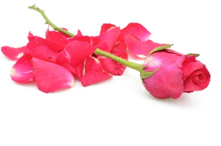 rose on petal stackの写真素材