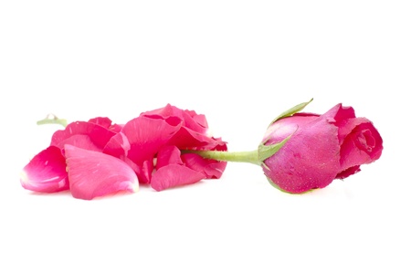 rose on petal stackの写真素材