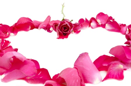 rose in center of petal heartの写真素材