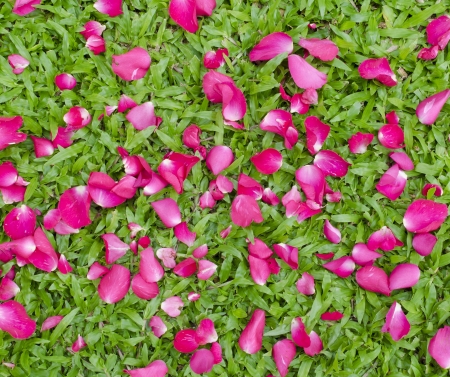 petal rose on green grassの写真素材