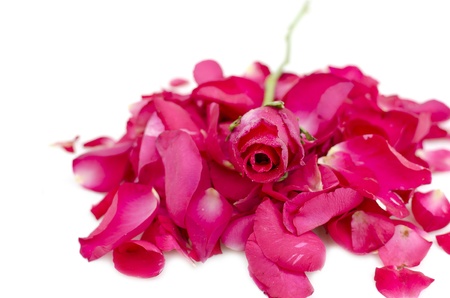 rose on petal stackの写真素材