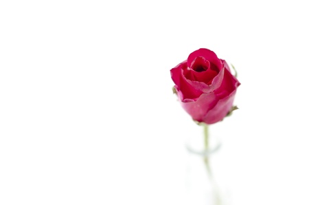 rose in blur vaseの写真素材