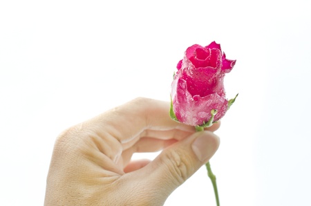 rose in hand,giving roseの写真素材