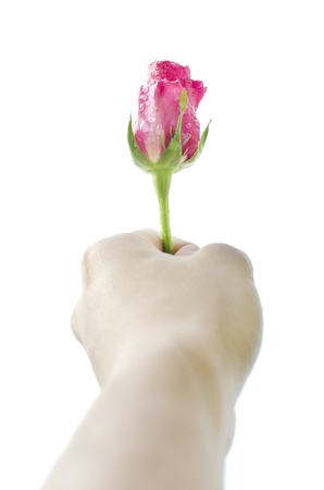 rose in hand,giving roseの写真素材