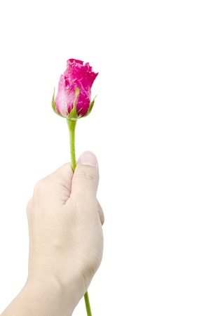 rose in hand,giving roseの写真素材