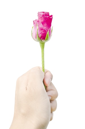 rose in hand,giving roseの写真素材