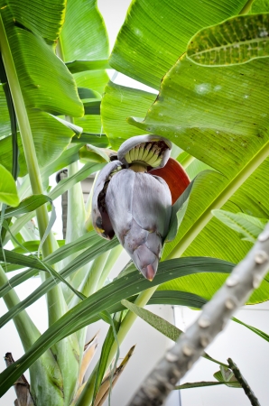 banana blossom on banana treeの写真素材