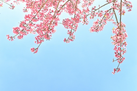 thailand Sakura pink flower in ChiangMai, Thailandの写真素材