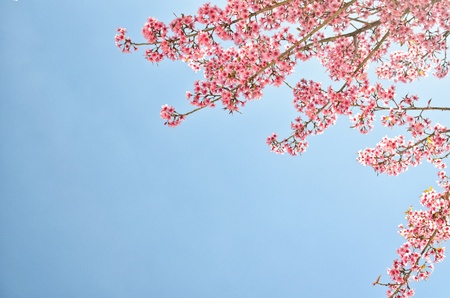 thailand Sakura pink flower in ChiangMai, Thailandの写真素材