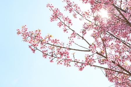 thailand Sakura pink flower in ChiangMai, Thailandの写真素材