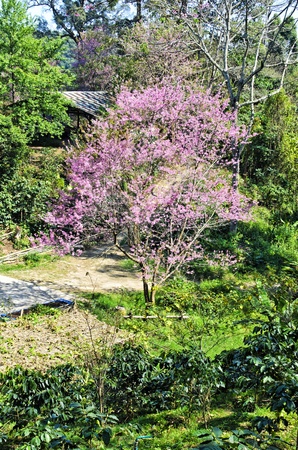thailand Sakura pink flower in ChiangMai, Thailandの写真素材