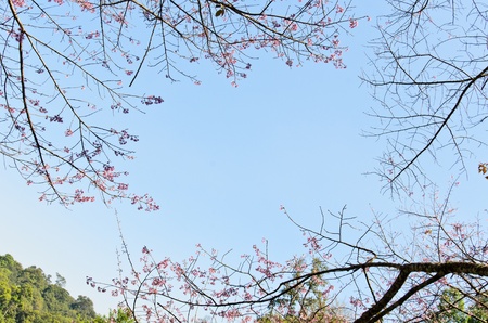 thailand Sakura pink flower in ChiangMai, Thailandの写真素材