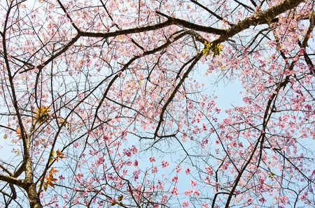 thailand Sakura pink flower in ChiangMai, Thailandの写真素材